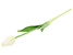 Produkt: tulipan pojedynczy gumowany biały