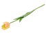 Produkt: tulipan pojedynczy 44 cm gumowany żółty