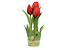 Inny kolor wybarwienia: tulipany w wiązce 20 cm 3 szt. gumowane czerwone