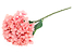 Inny kolor wybarwienia: hortensja pojedyncza 54 cm różowa