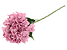 Inny kolor wybarwienia: hortensja pojedyncza  54 cm fioletowa