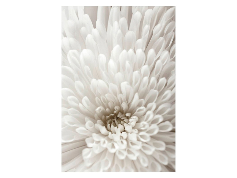 plakat Biały Kwiat 50x70 cm, 118220