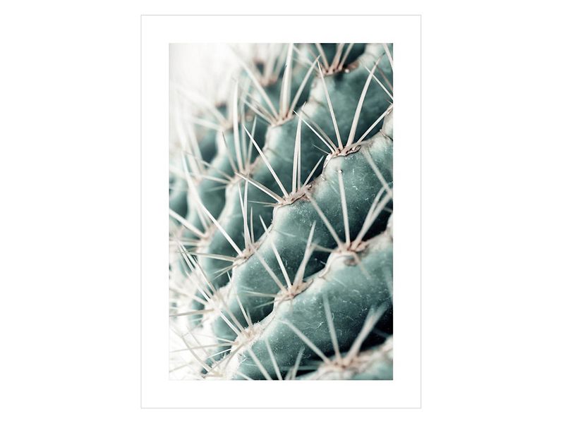 plakat Kaktus 50x70 cm, 118594
