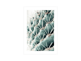 plakat Kaktus