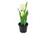 Inny kolor wybarwienia: sztuczny tulipan w doniczce