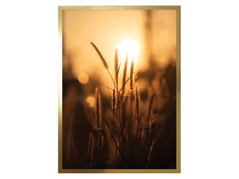 obraz Trawy w Słońcu 50x70 cm, 165626