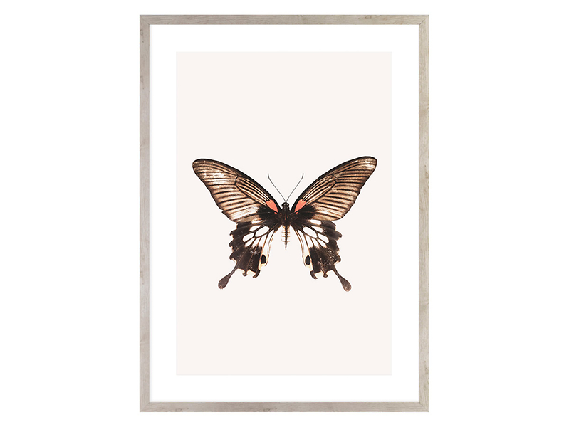 obraz Brown Butterfly 50x70 cm, 165632