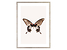 Produkt: obraz Brown Butterfly 50x70 cm