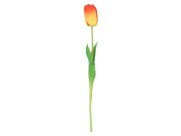 tulipan pojedyncza, 186487
