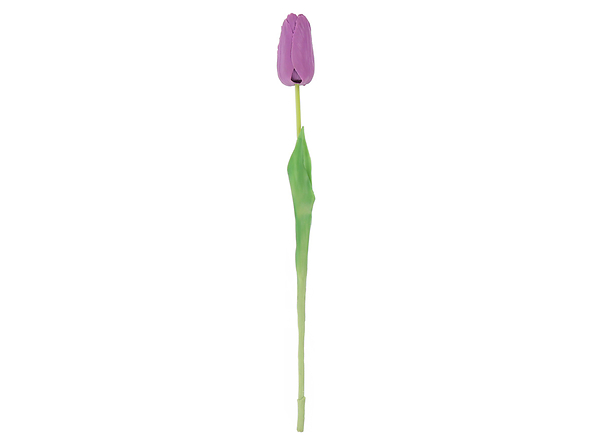 tulipan pojedyncza, 186490