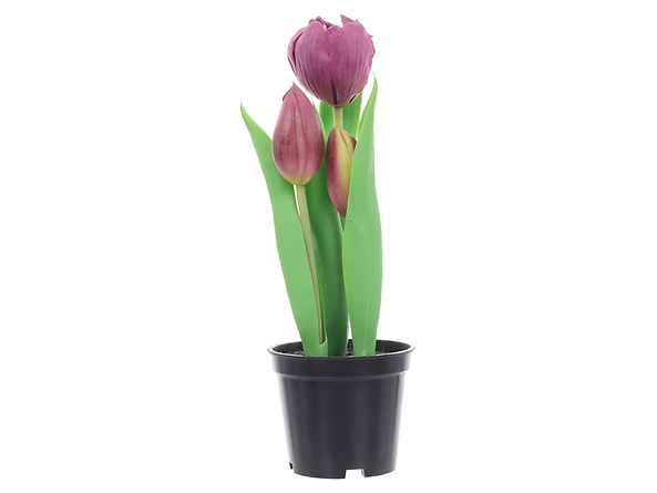 tulipan w doniczce, 186504