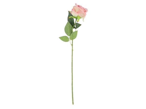 róża pojedyncza, 186535