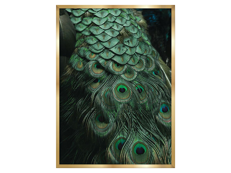obraz Peacock 50x70 cm, 205172