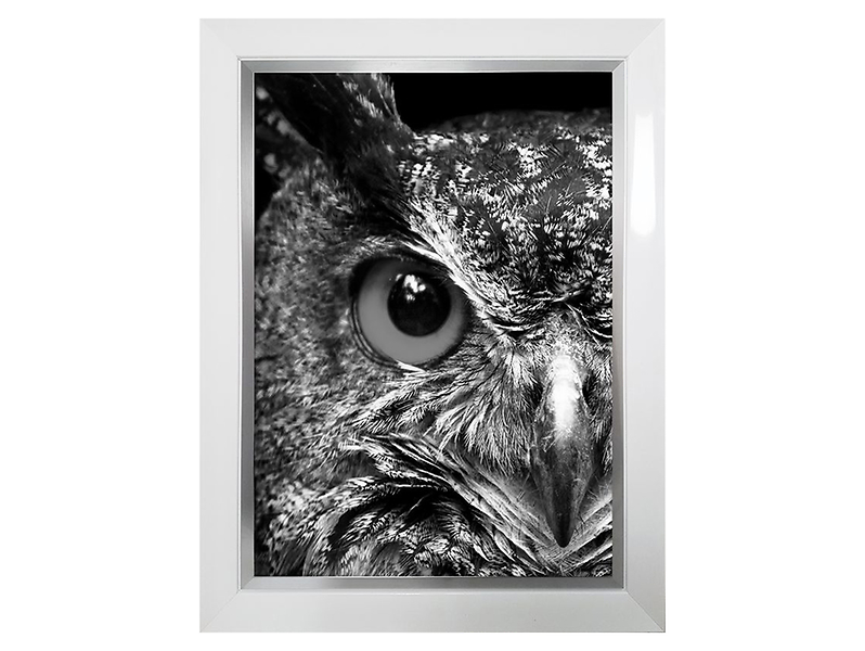 obraz Owl 50x70 cm, 205198