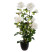 Produkt: Sztuczne kwiaty doniczkowe KRZEW RÓŻY, 74 cm