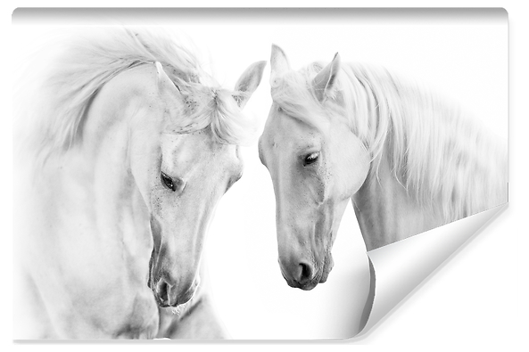 Fototapeta Białe Konie Zwierzęta 3D 450x300cm, 380343