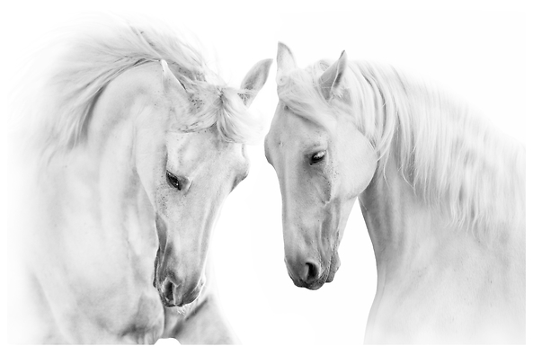 Fototapeta Białe Konie Zwierzęta 3D 368x254cm, 380424