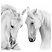 Fototapeta Białe Konie Zwierzęta 3D 368x254cm, 380428