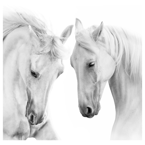Fototapeta Białe Konie Zwierzęta 3D 270x180cm, 380804