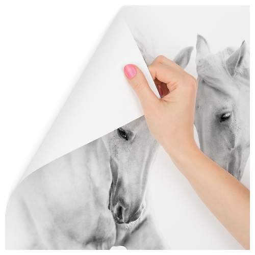 Fototapeta Białe Konie Zwierzęta 3D 104x70.5cm, 380857