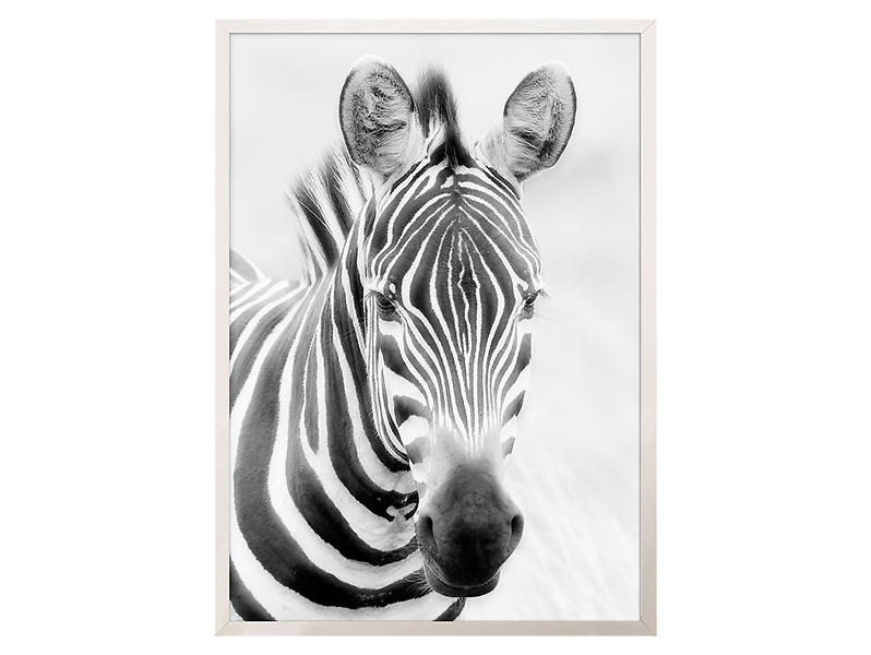 obraz Zebra, 44365