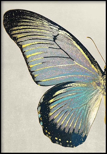 Turkusowy Motyl Lewy Złoty Plakat, 447486