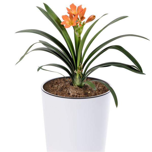 Doniczka Ogrodowa Osłonka 28.6 Cm Matowa Tubus Slim Donica Wysoka Z Wkładem, 5087387