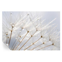 Fototapeta samoprzylepna Rosy dmuchawiec 104x70 Tulup