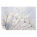 Fototapeta samoprzylepna Rosy dmuchawiec 104x70 Tulup, 6769628