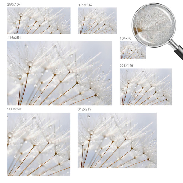 Fototapeta samoprzylepna Rosy dmuchawiec 104x70 Tulup, 6769633