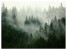 Fototapeta Las we Mgle do Salonu i Sypialni 250x175cm, 6822842