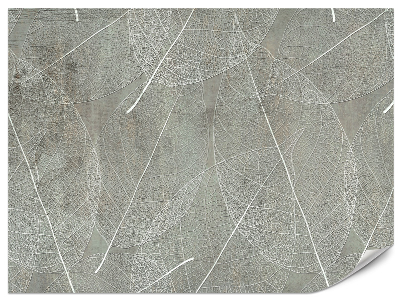 Fototapeta Białe Liście na Betonie do Salonu i Sypialni 350x256cm, 6823399