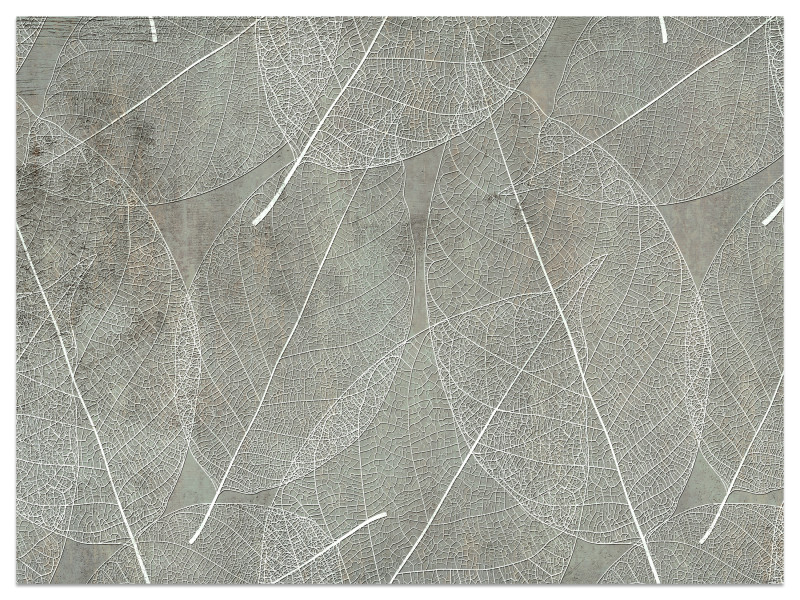 Fototapeta Białe Liście na Betonie do Salonu i Sypialni 500x350cm, 6823938
