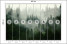 Fototapeta Las we Mgle do Salonu i Sypialni 400x280cm, 6824011