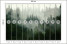 Fototapeta Las we Mgle do Salonu i Sypialni 500x350cm, 6824569