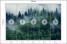 Fototapeta Górski Las we Mgle do Salonu i Sypialni 250x175cm, 6832851