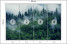 Fototapeta Górski Las we Mgle do Salonu i Sypialni 200x140cm, 6833679