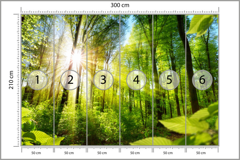 Fototapeta Słońce pomiędzy Drzewami do Salonu i Sypialni 300x210cm, 6866996