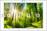 Fototapeta Słońce pomiędzy Drzewami do Salonu i Sypialni 200x140cm, 6867457