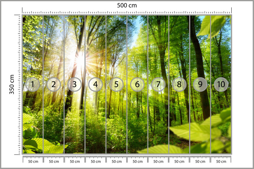 Fototapeta Słońce pomiędzy Drzewami do Salonu i Sypialni 500x350cm, 6867887