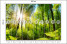 Fototapeta Słońce pomiędzy Drzewami do Salonu i Sypialni 500x350cm, 6867887