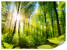 Fototapeta Słońce pomiędzy Drzewami do Salonu i Sypialni 350x256cm, 6868611