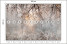Fototapeta Drzewo i Kwiaty we Mgle do Salonu i Sypialni 500x350cm, 6869656