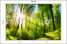 Fototapeta Słońce pomiędzy Drzewami do Salonu i Sypialni 100x70cm, 6869948
