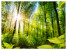 Fototapeta Słońce pomiędzy Drzewami do Salonu i Sypialni 100x70cm, 6869954