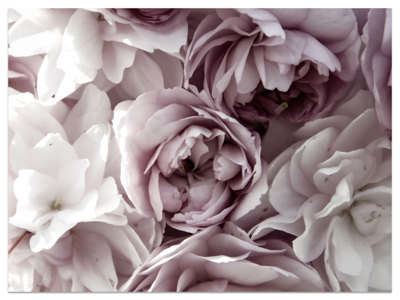 Fototapeta Pastelowe Kwiaty do Salonu i Sypialni 200x140cm, 6886045