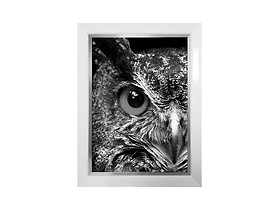 obraz Owl
