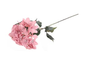 hortensja pojedyncza różowa