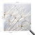 Fototapeta samoprzylepna Rosy dmuchawiec 250x250 Tulup, 9078338