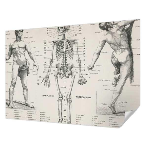 Tapety ścienne samoprzylepne Klasyczna anatomia 312x219 Wallfluent, 9088731